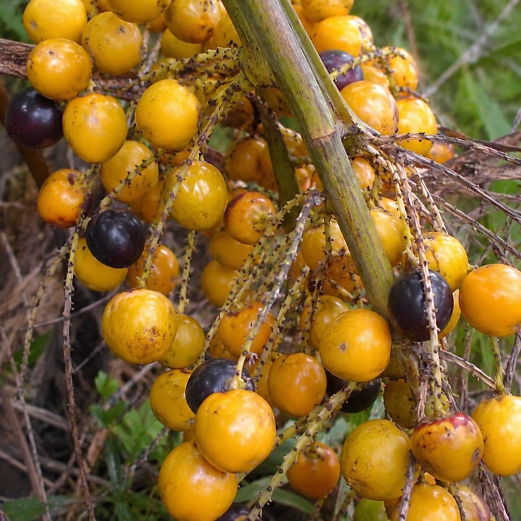 Acai and tropical palm berry cluster rich in antioxidants